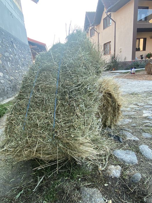 Vand baloti fan calitate superioara