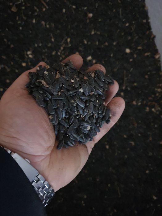 Grau,porumb,ovaz,orzoaica primavara,floarea soarelui,amestec cereale