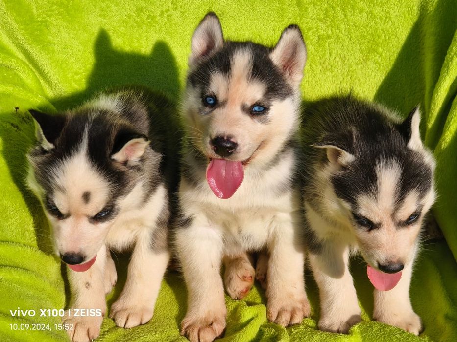 Щенки сибирской хаски.