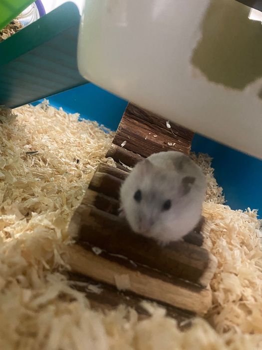 Donez pui de hamsteri blânzi și jucăuși
