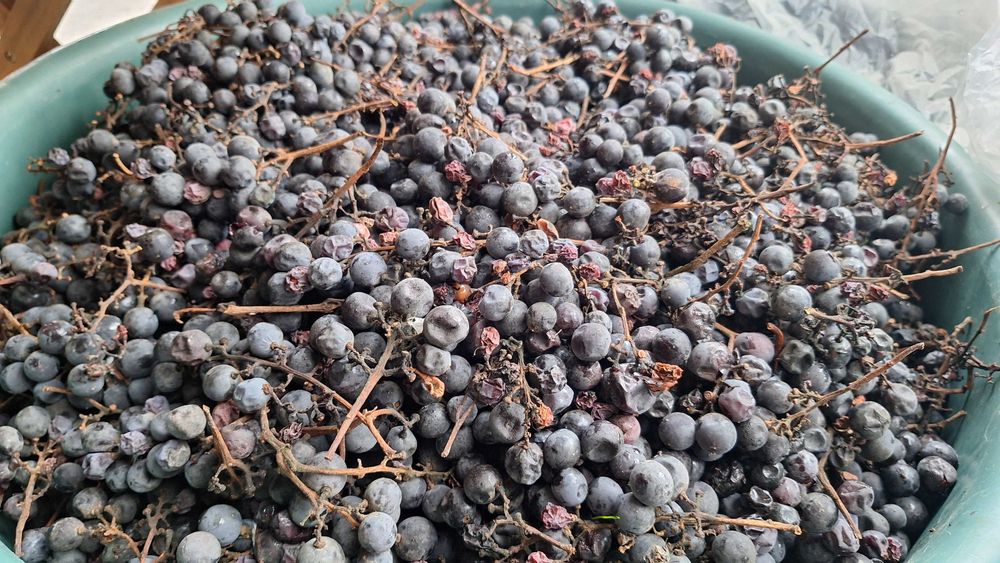 Vand struguri la cel mai mic pret