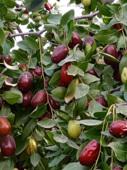 Ягоды джиды из своего огорода в г. Келес савхоз Абдурахманова в центре