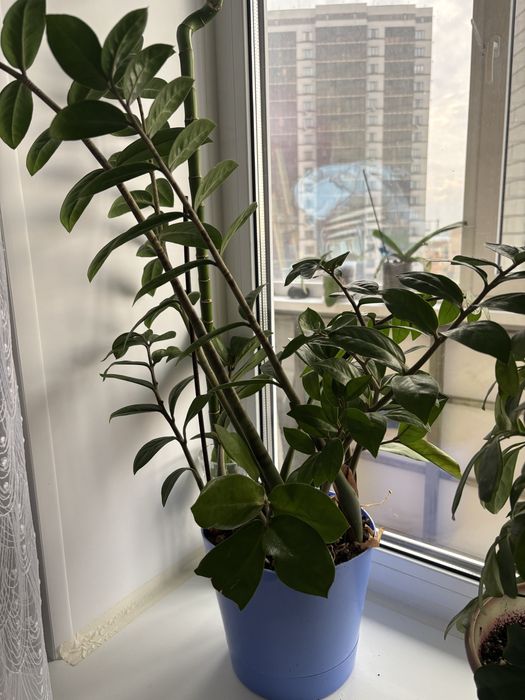 Продам долларовое дерево