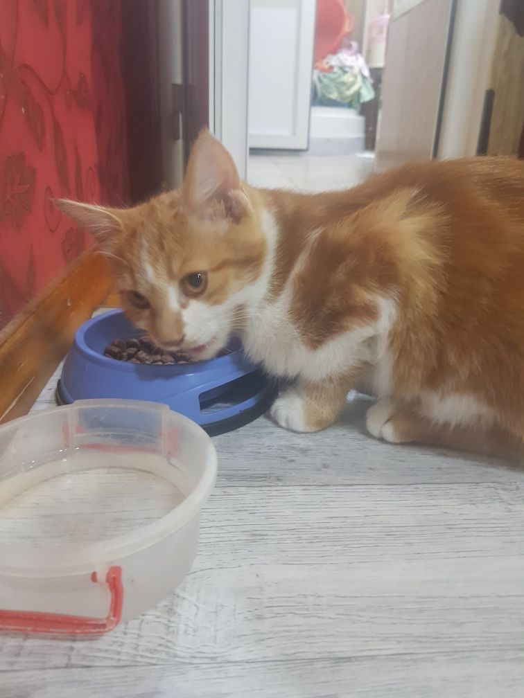 Пристраиваем котят