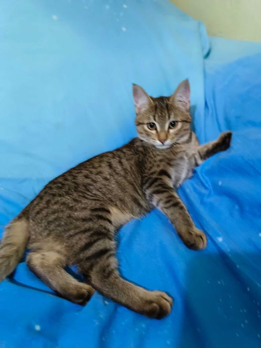 Отдам даром котенка