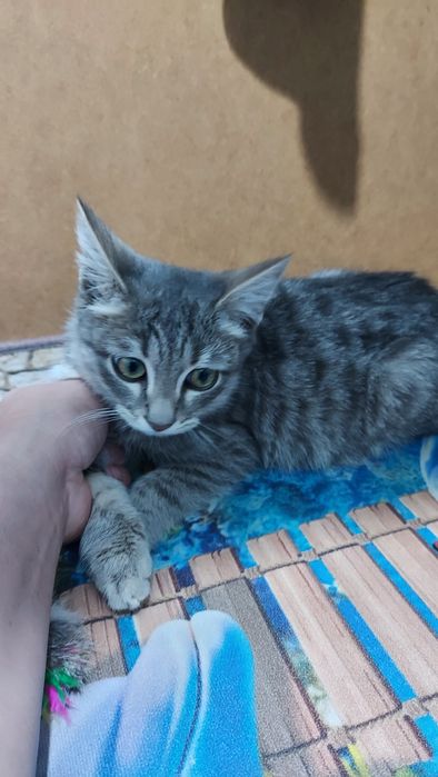 Отдам в добрые руки котенка