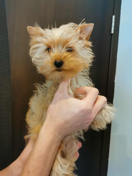 Мини йоркширски териер йорки