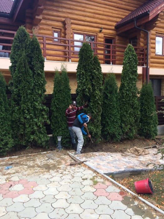 Tuia Smaragd / Spirale, Pon - Pon!