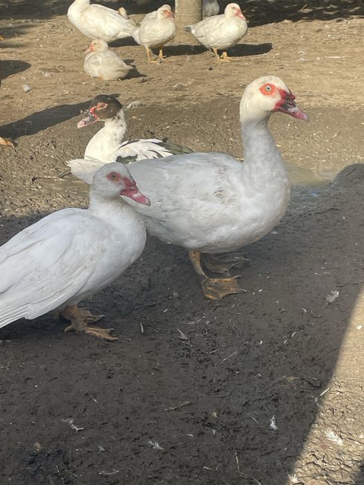 Vand rațe mute 2025