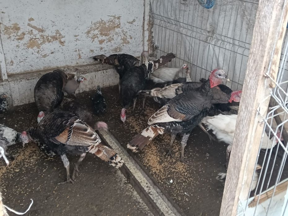 Vând curci de țară