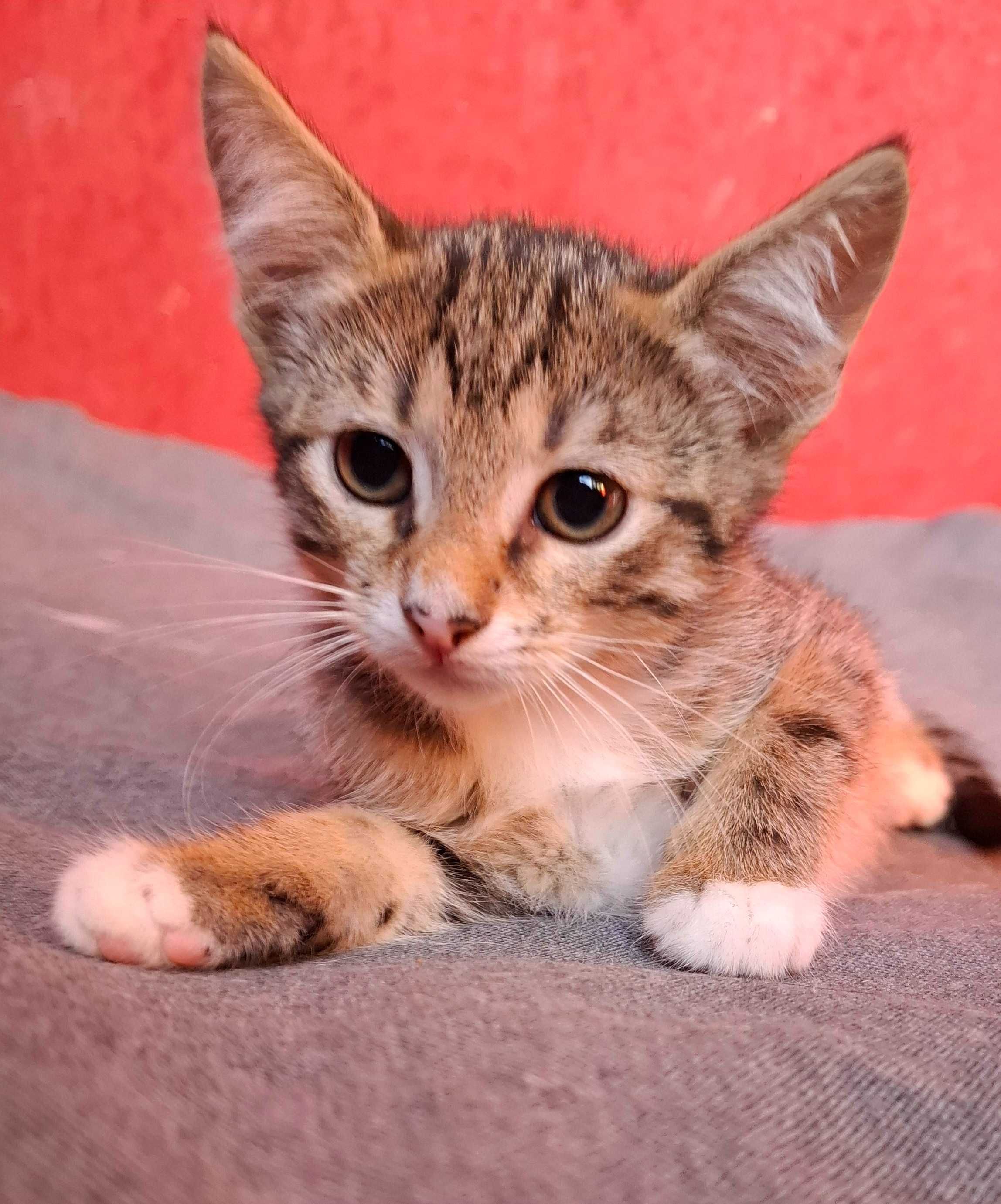 Adoptie pui de pisica tigrat Juju