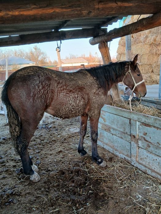 Бордакы байтал сатылады семиз откорм