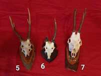 trofeu,trofee,craniu,coarne de caprior set nr 4