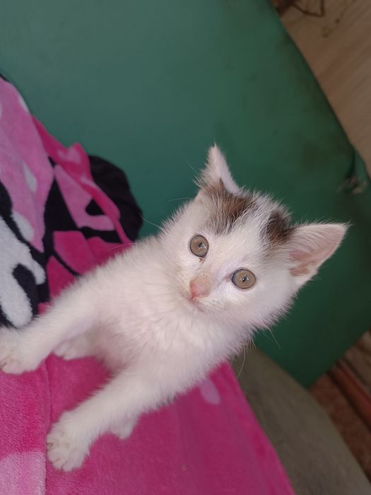 Отдам добрые руки мальчик очень милый