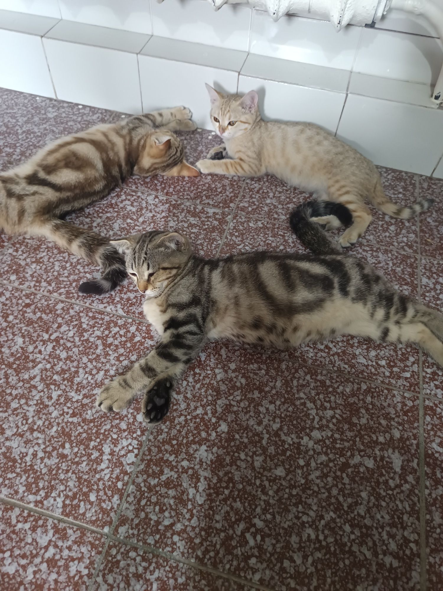 Отдам котят с мамой