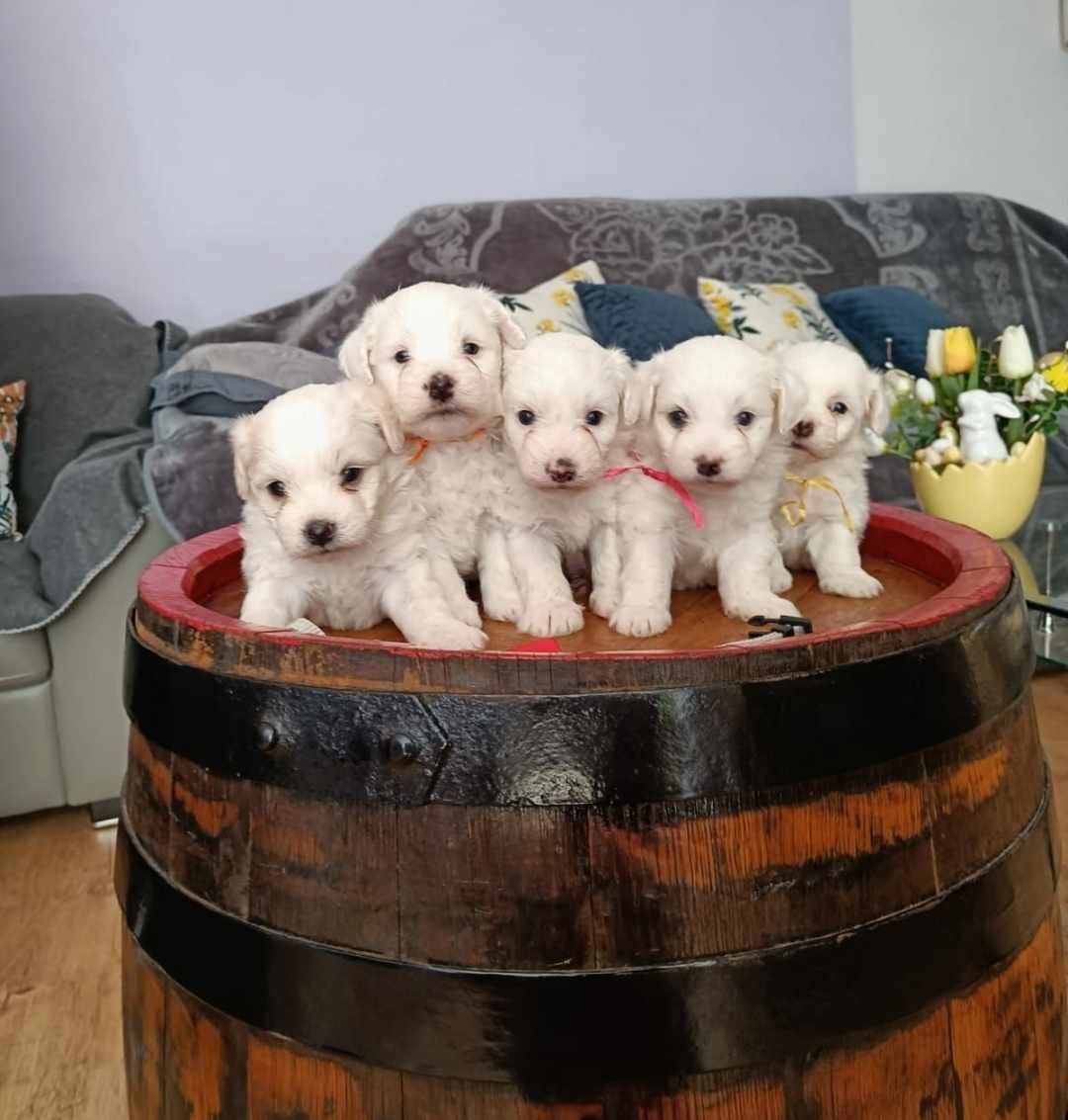 DONEZ Bichon maltez 9 saptamani detin pedigree