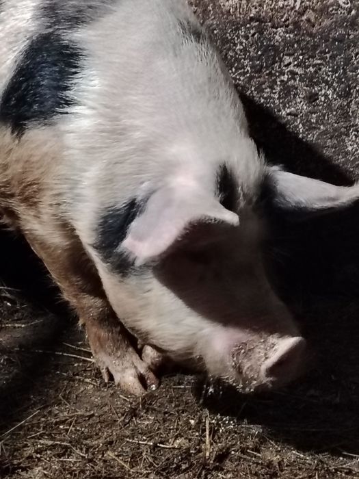 Продам кабана на племя