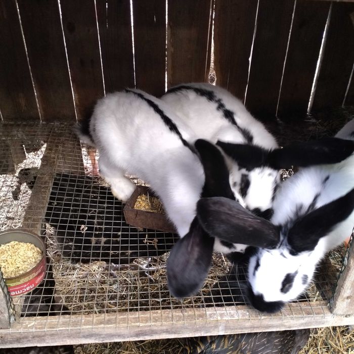 Зайци мъжки и женски на всякаква възраст