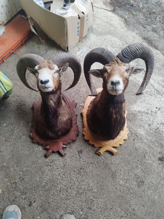 Trofee de vânzare 1500 lei cerb 2000 lei muflon