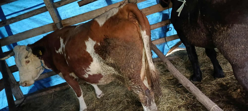 Vaca de vânzare gestanta