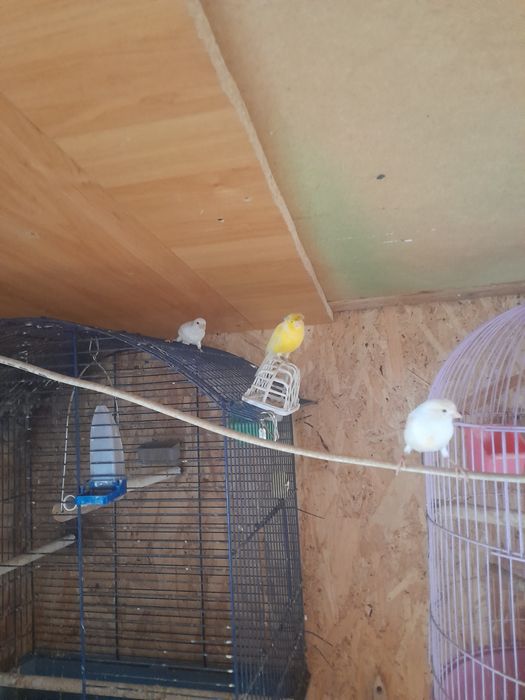 Papagali agapornis și canari timbrado