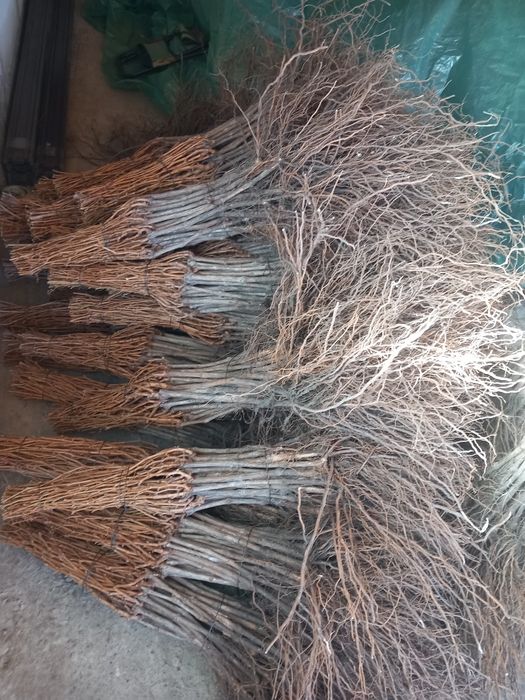 Vindem butasi vita de vie altoita