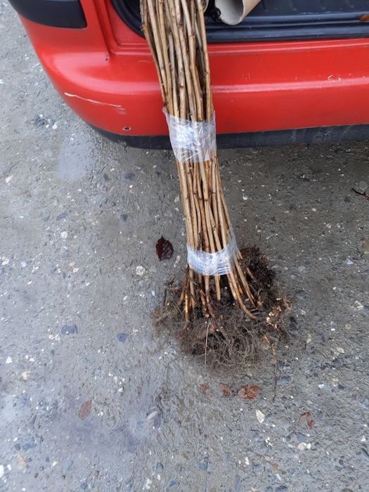 Vand butasi de zmeură soiul polka si polana