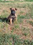 Căței Belgian Malinois de vânzare
