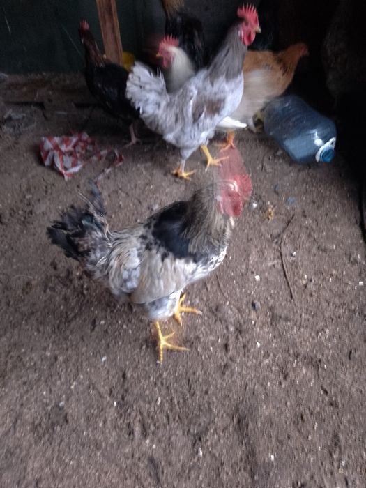 Продам молодых петушков или обмен