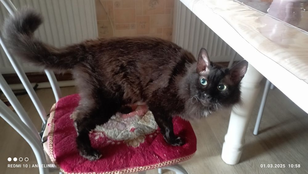 Отдам в добрые руки