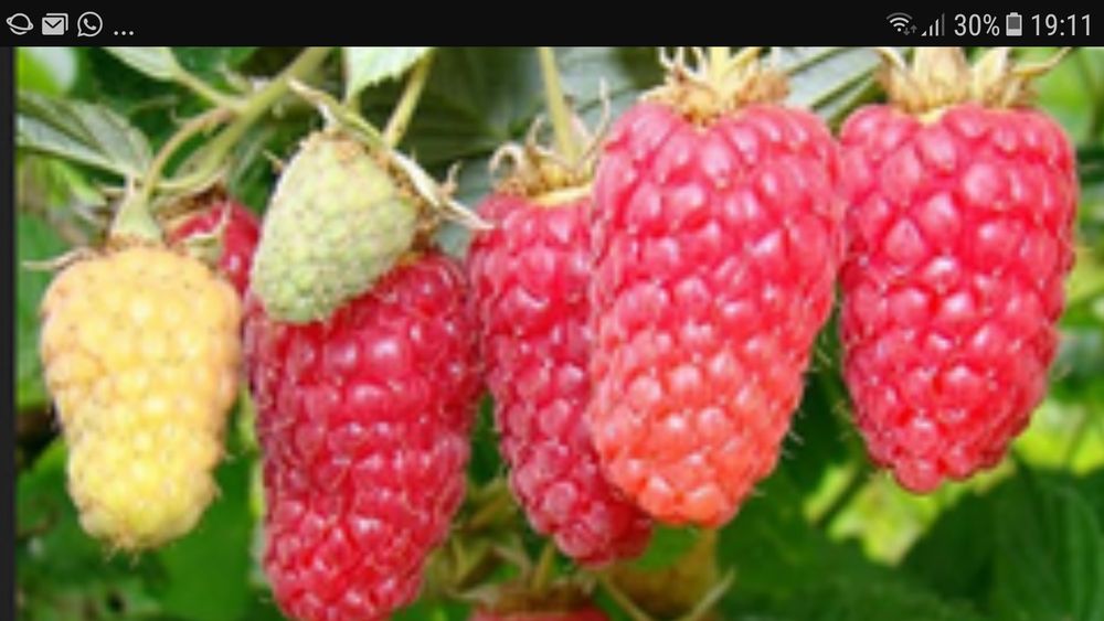 Nuci Chandler Prun galben.Alun.Ciresi.Mar.Prun.Migdal. Aronia.Soc.Tei.