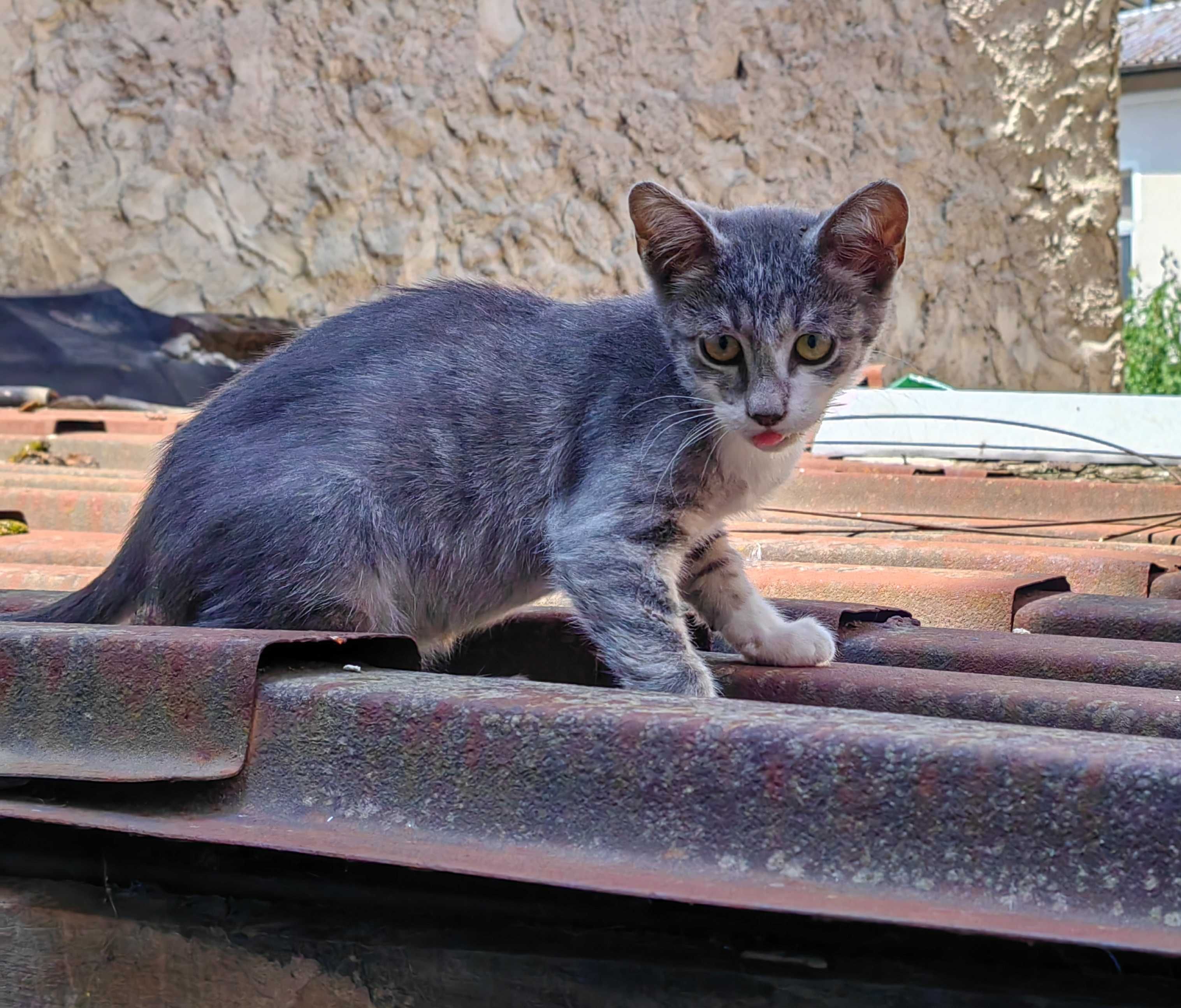 Коте Томи и коте Бети търсят любящи стопани