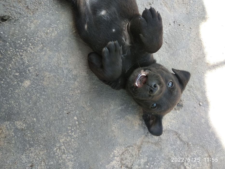 Щенки (чау чау питбуль) совершенно бесплатно
