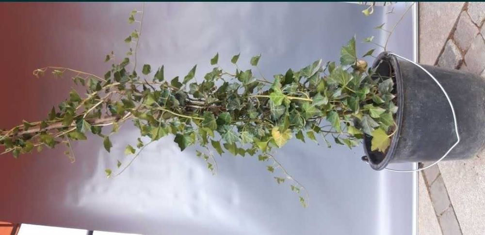 Iedera helix weorner soi foarte rezistent - Producator