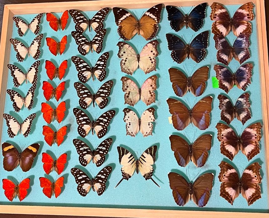 Колекция пеперуди