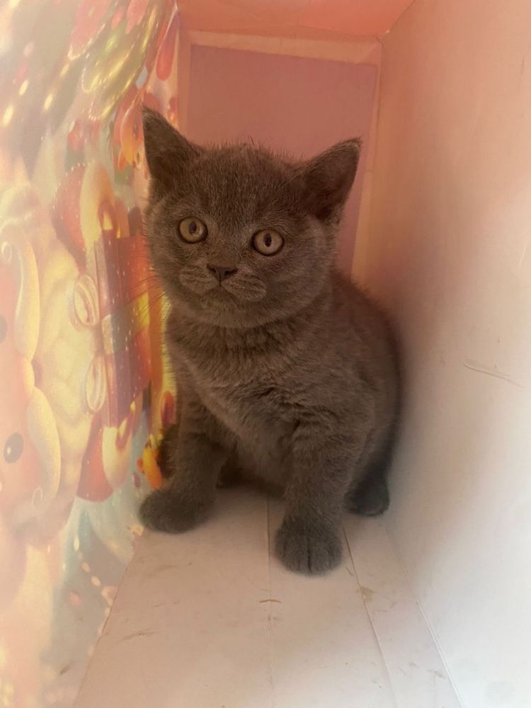 Продается котенок девочка