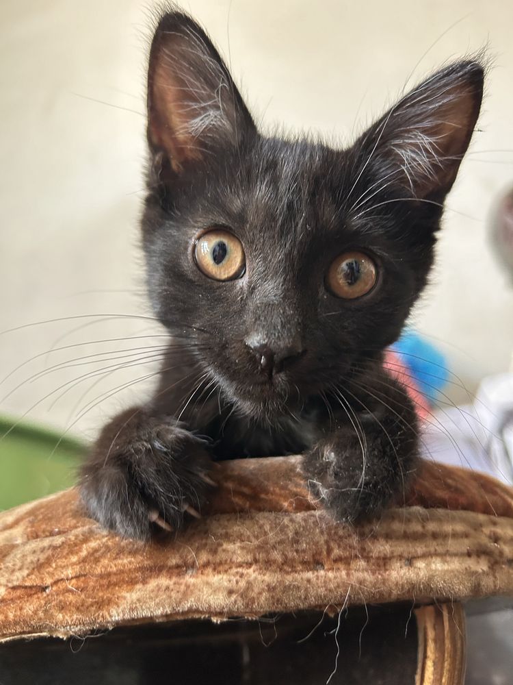 Котенок в добрые руки