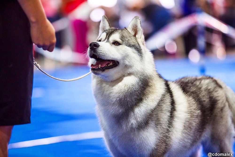Породистый Красавец Хаски открыт для Вязки!