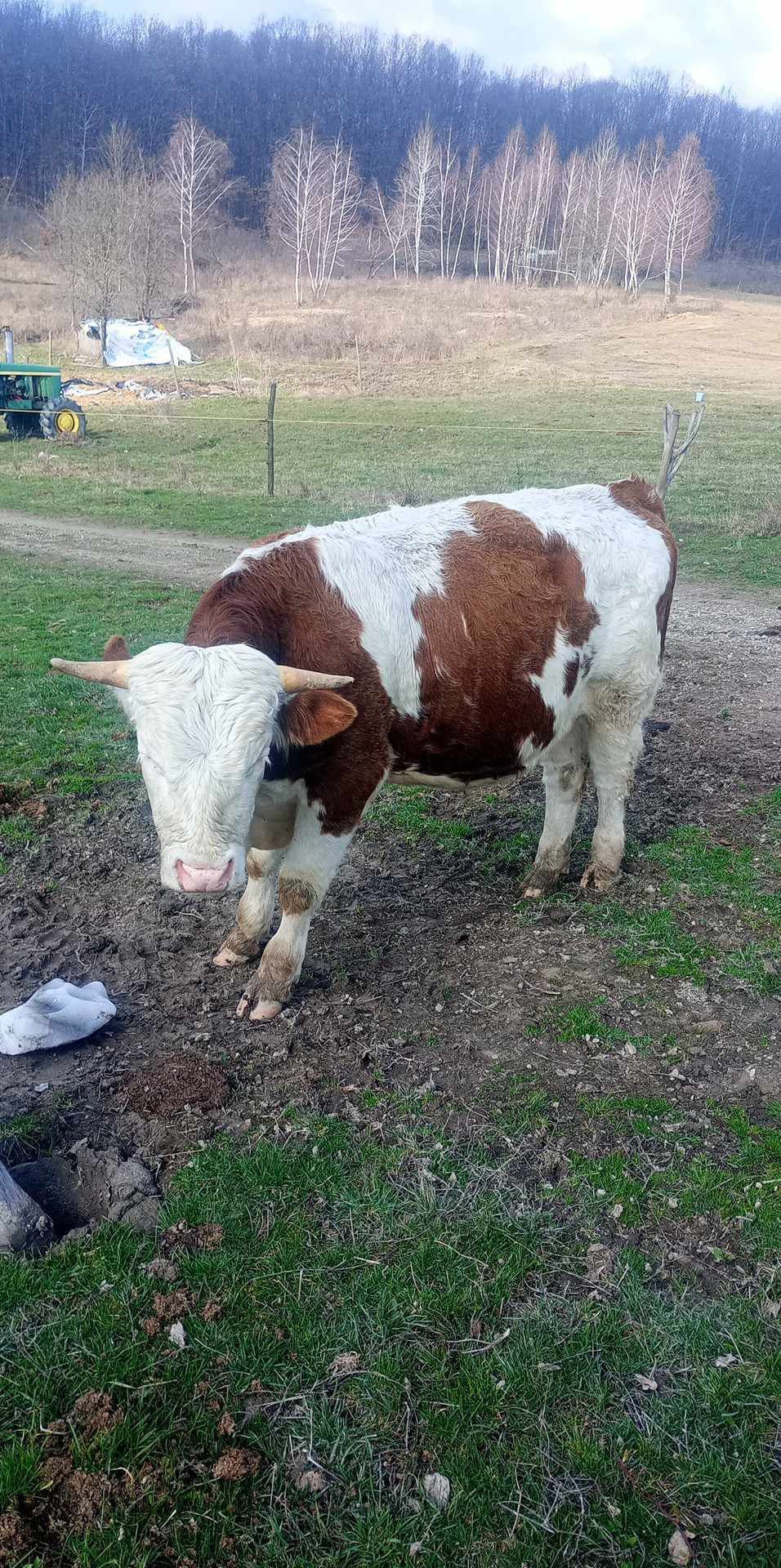 Tăuraș  de sacrificat