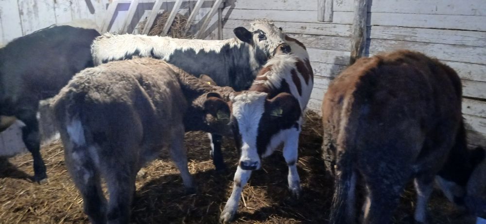 Vând viței înțărcati