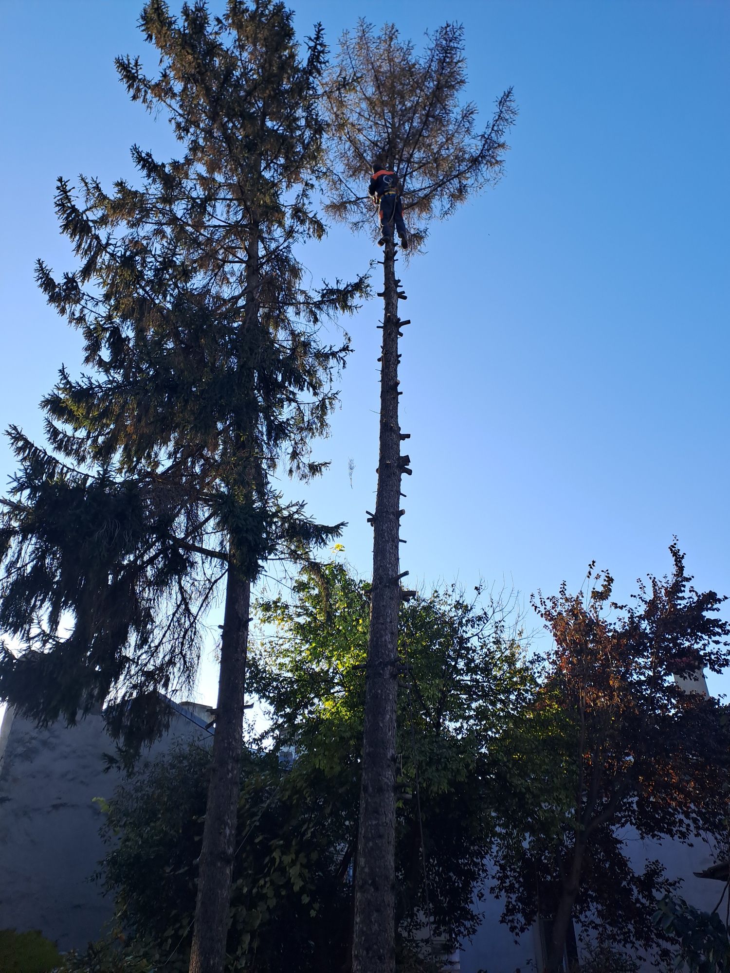 Tăiere Arbori/Toaletare/Alpinism Utilitar/Rapid.