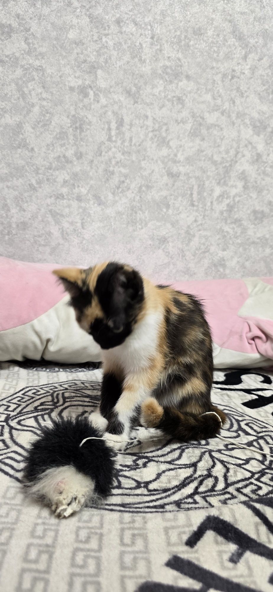 Котёнок девочка в любящие руки