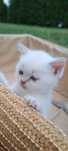 Pui british shorthair