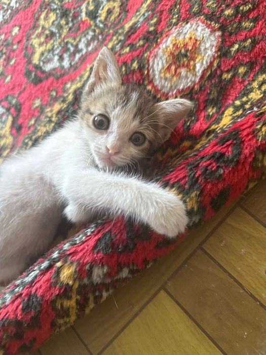 Mushu bolasi hadiyaga beriladi yaxshi insonlaga