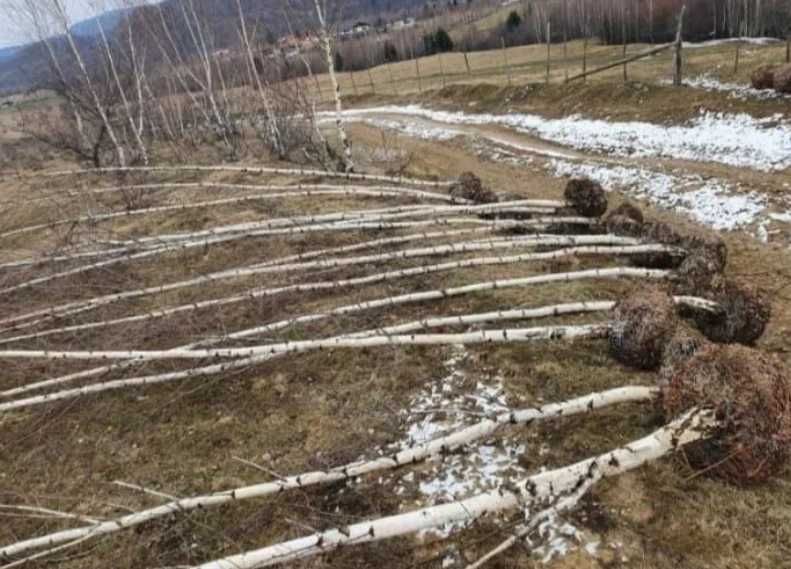Mesteacan alb Betula Pnedula , Artar Campestre, tei tilia tomentosa