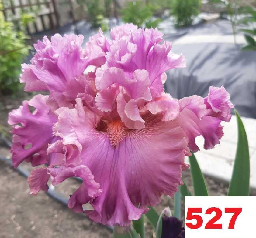 Сортови вискоки ириси