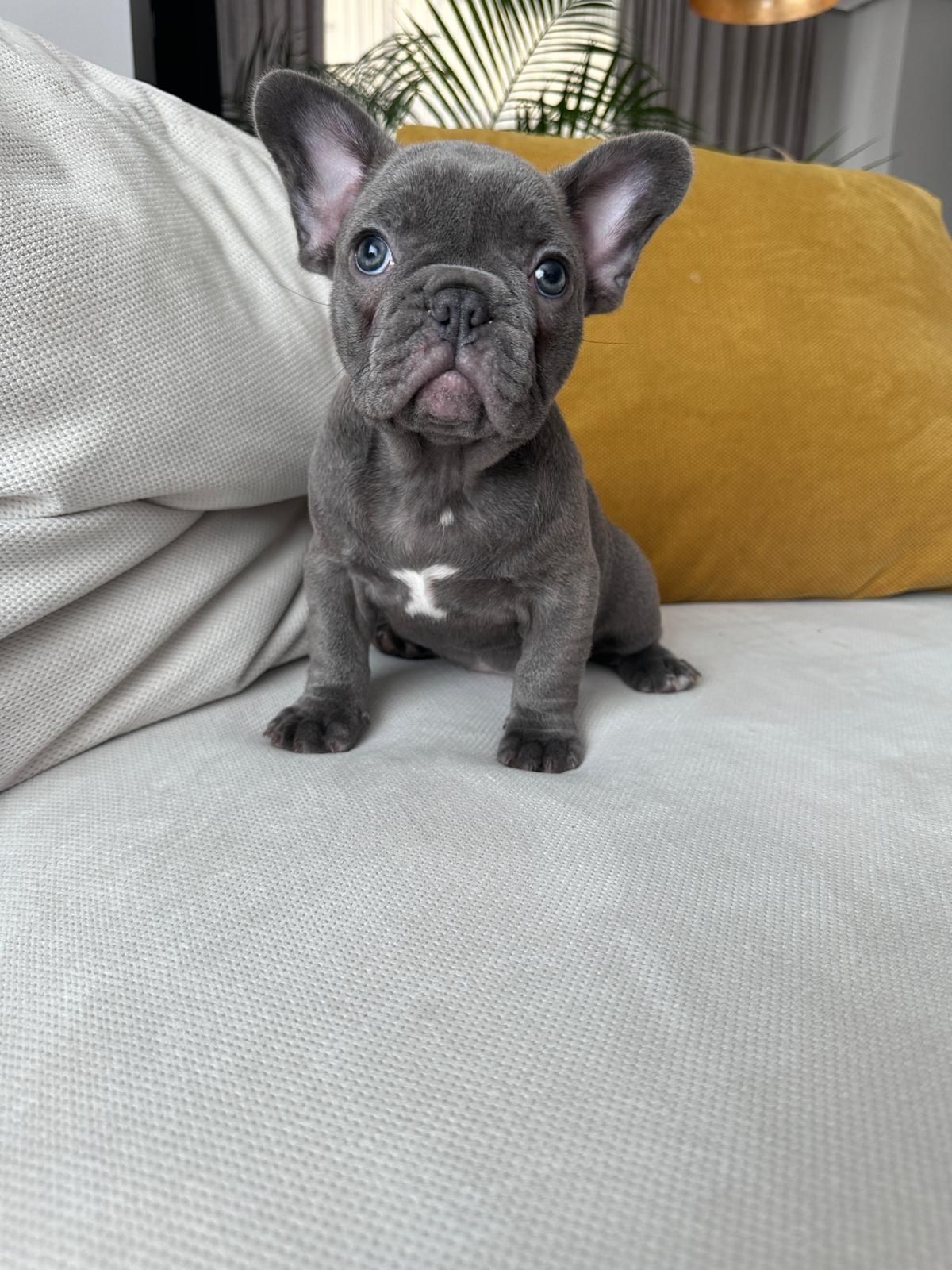 Bulldog francez blue