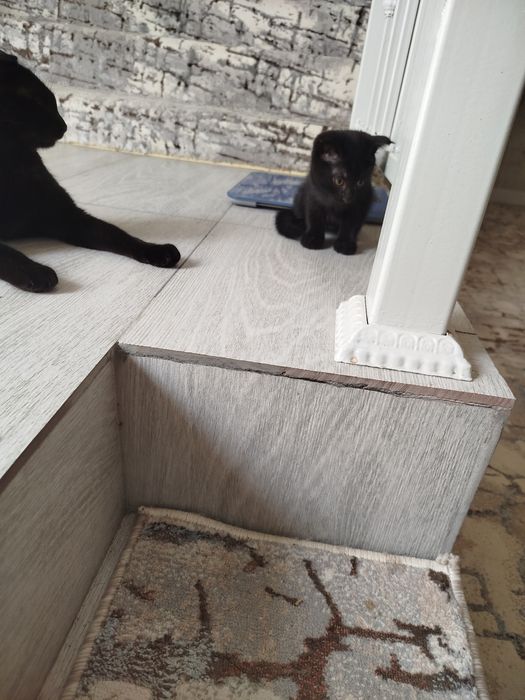 Котята 2 месяца, породистые