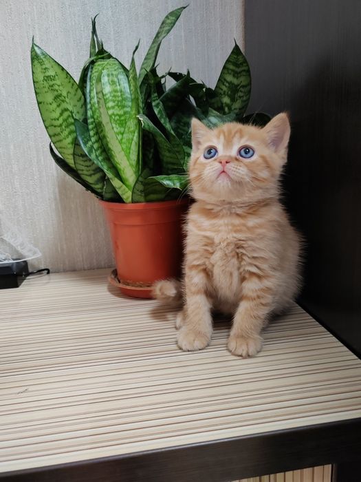 Шотландские Вислоухие Скоттиш Фолд и Скоттиш Страйд
