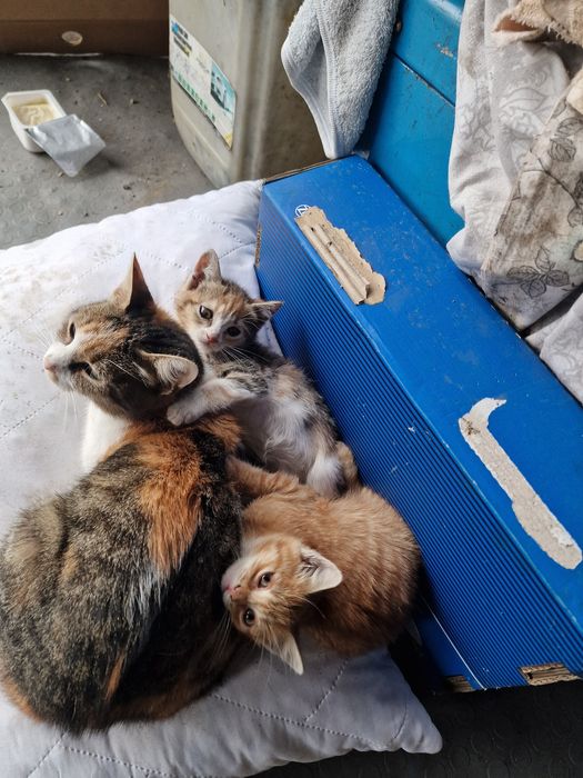 Подарявам котенца